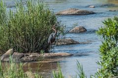 Kruger Park - Goliath-Reiher