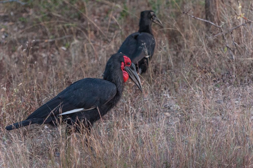 Kruger Park - Grosser Hornrabe