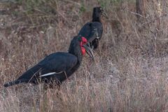 Kruger Park - Grosser Hornrabe