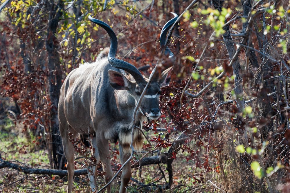 Kruger Park - Grosser Kudu
