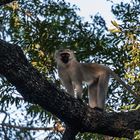 Kruger Park - Grünmeerkatze