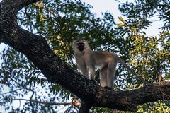 Kruger Park - Grünmeerkatze