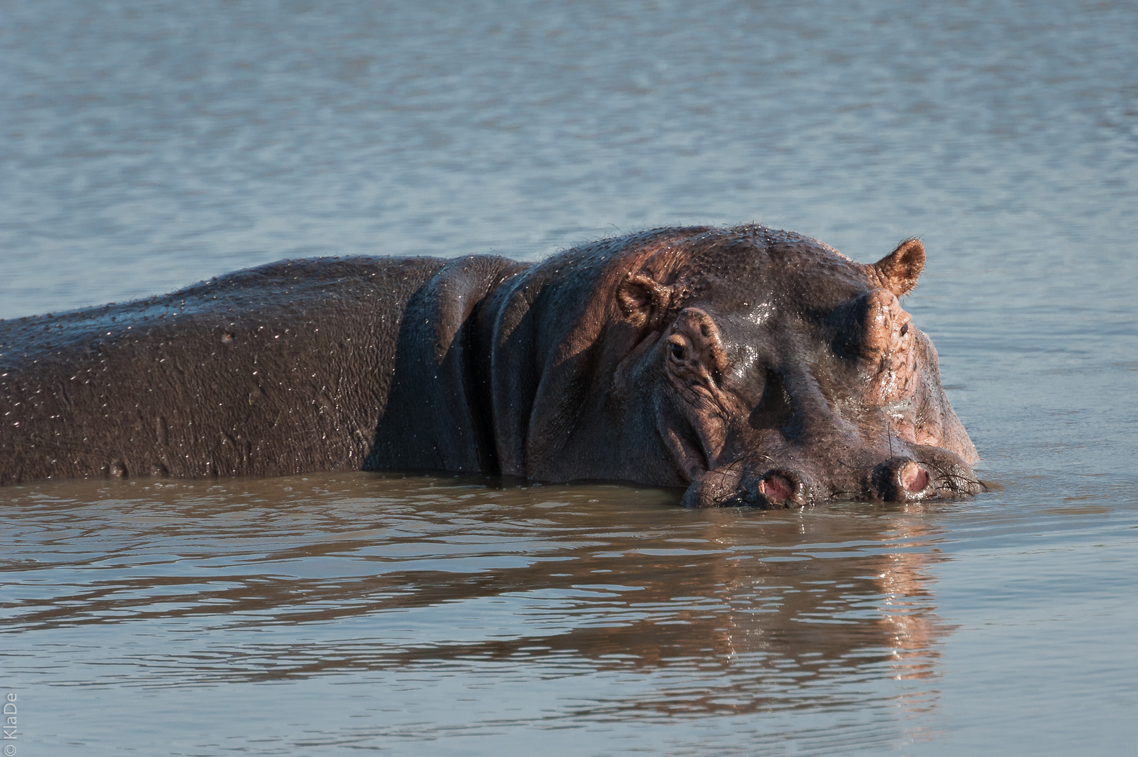 Kruger Park - Hippo