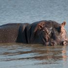 Kruger Park - Hippo