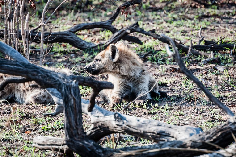 Kruger Park - Hyäne