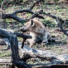 Kruger Park - Hyäne