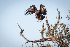 Kruger Park - Kappengeier im Anflug