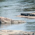 Kruger Park - Krokodil