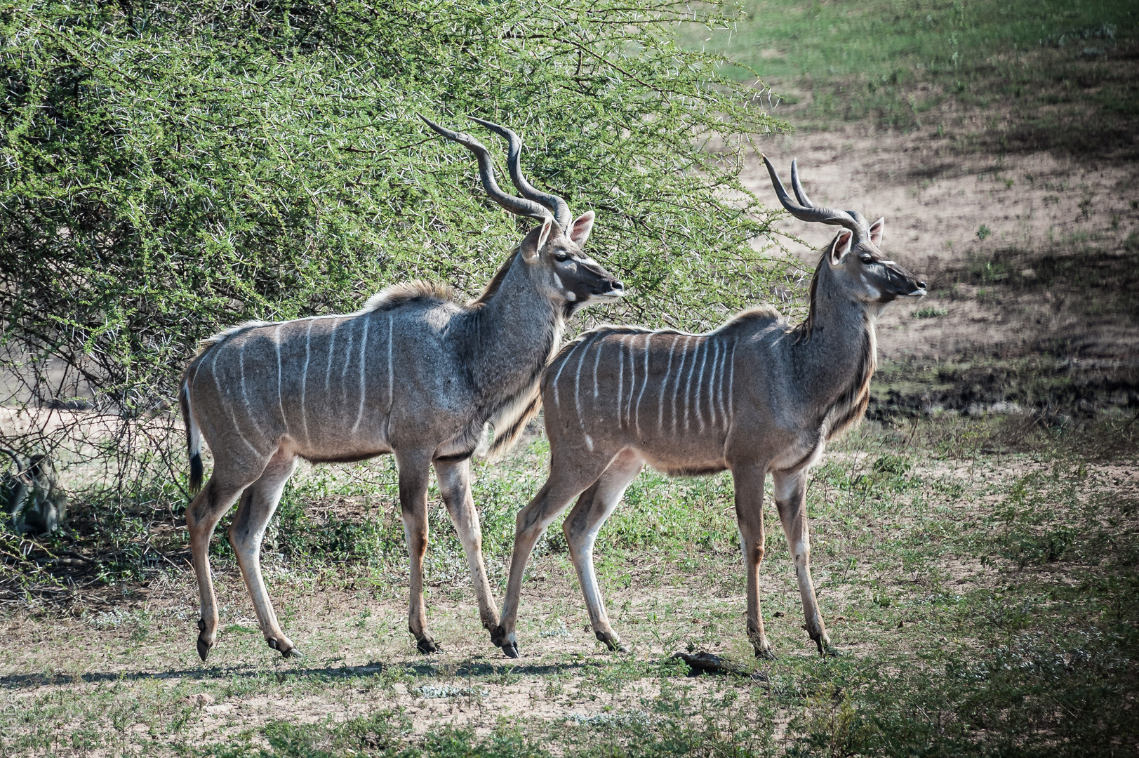 Kruger Park - Kudu-Böcke