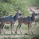 Kruger Park - Kudu-Böcke