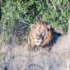 Kruger Park - Löwe in der Morgensonne