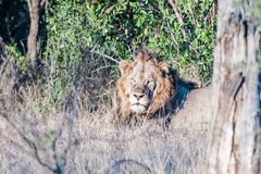 Kruger Park - Löwe in der Morgensonne
