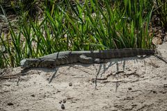 Kruger Park - Nilwaran