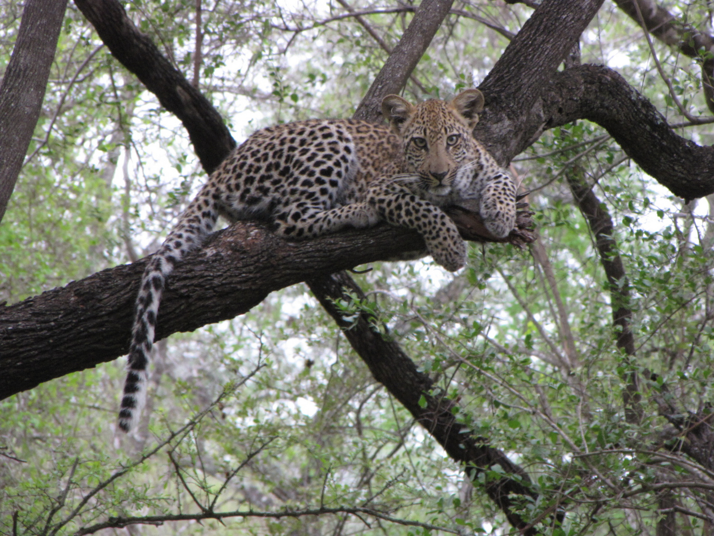 Kruger Park November 2010