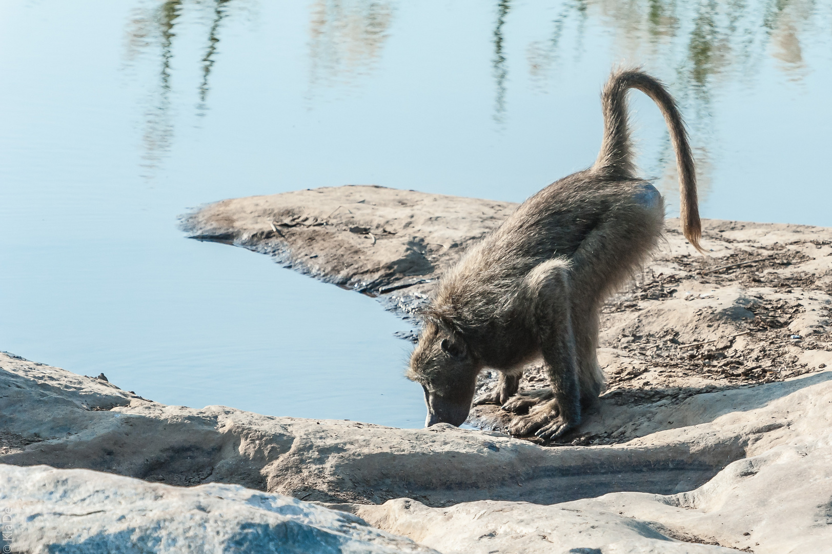 Kruger Park - Pavian an der Tränke