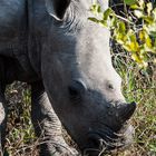 Kruger Park - Rhino junior