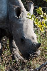 Kruger Park - Rhino junior