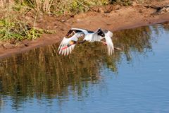 Kruger Park - Sattelstorch