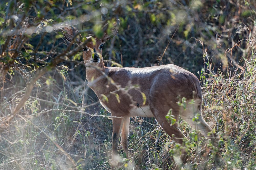 Kruger Park - Steinböckchen