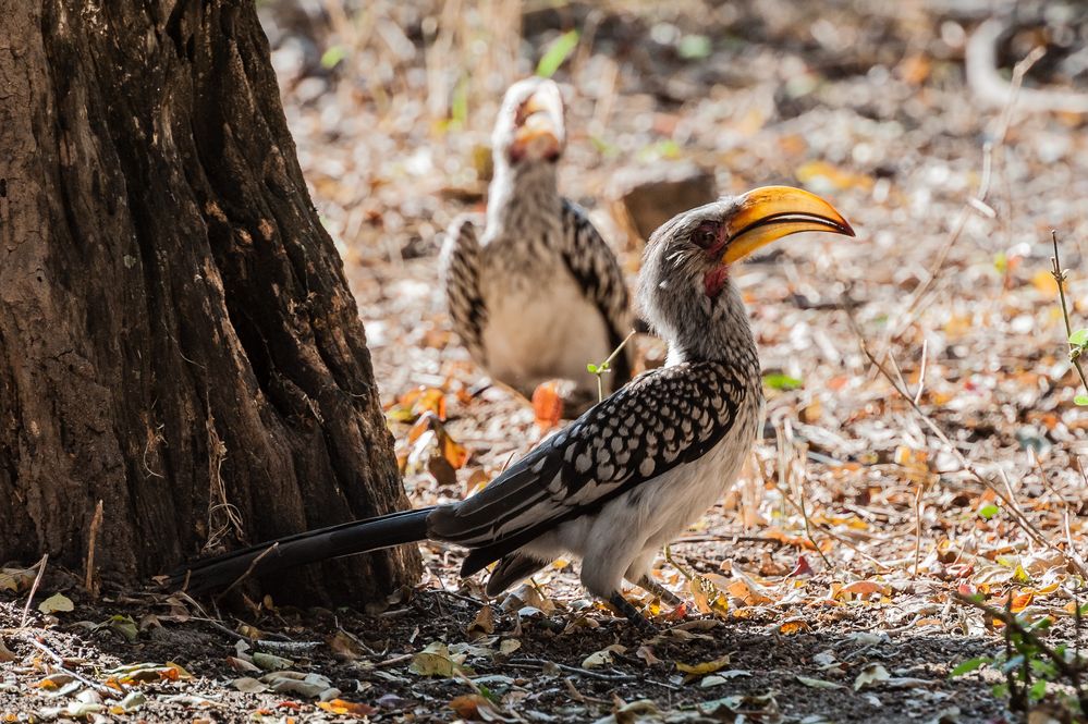 Kruger Park - Südlicher Gelbschnabeltoko