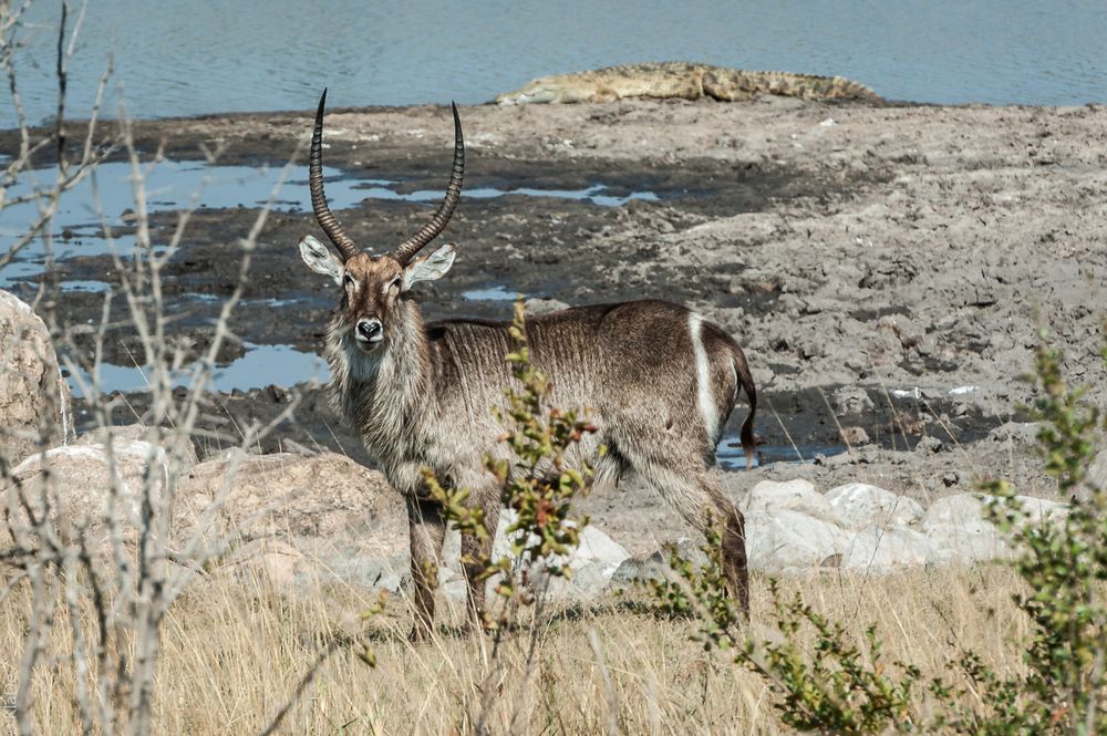 Kruger Park - Wasserbock