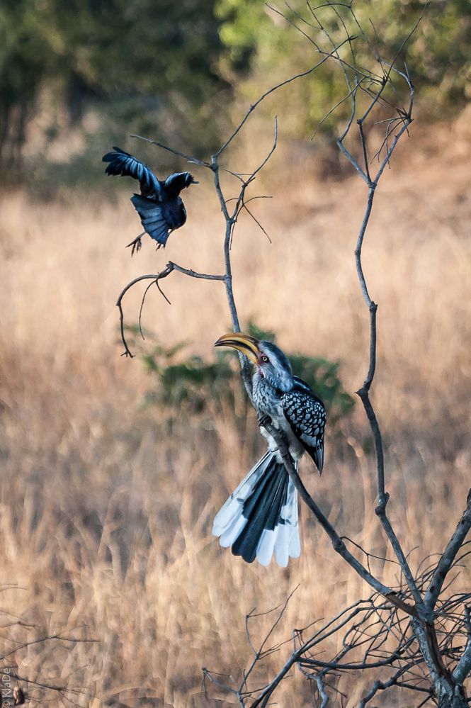 Kruger Park - Wir vertragen uns nicht!