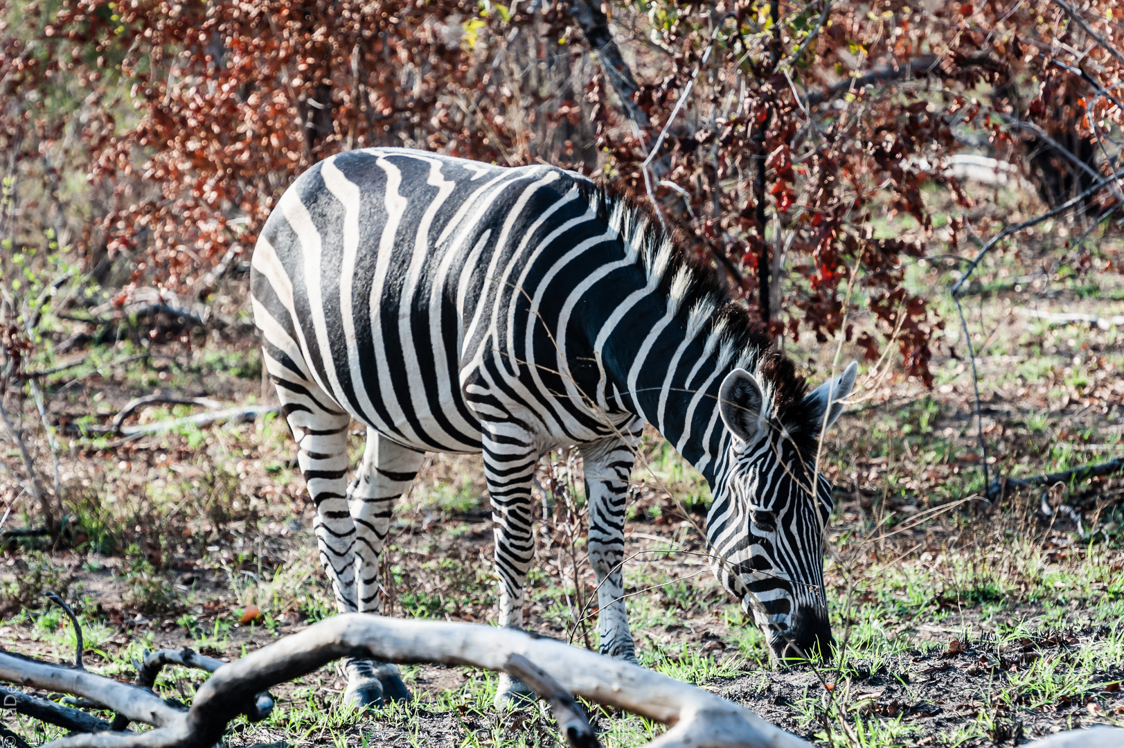 Kruger Park - Zebra