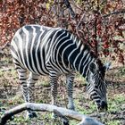 Kruger Park - Zebra