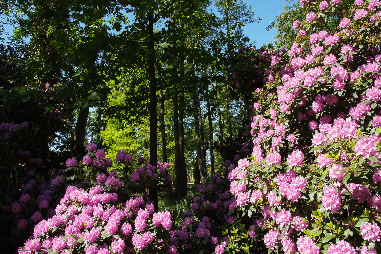 Krumke - Schlosspark, Blüten im Mai