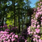 Krumke - Schlosspark, Blüten im Mai