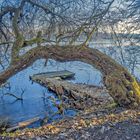 Krumme Bäume im Stadtpark von Neuruppin