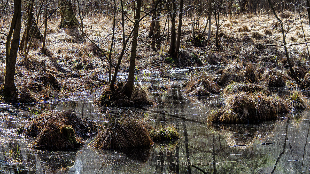 KRUMME LAKE #11