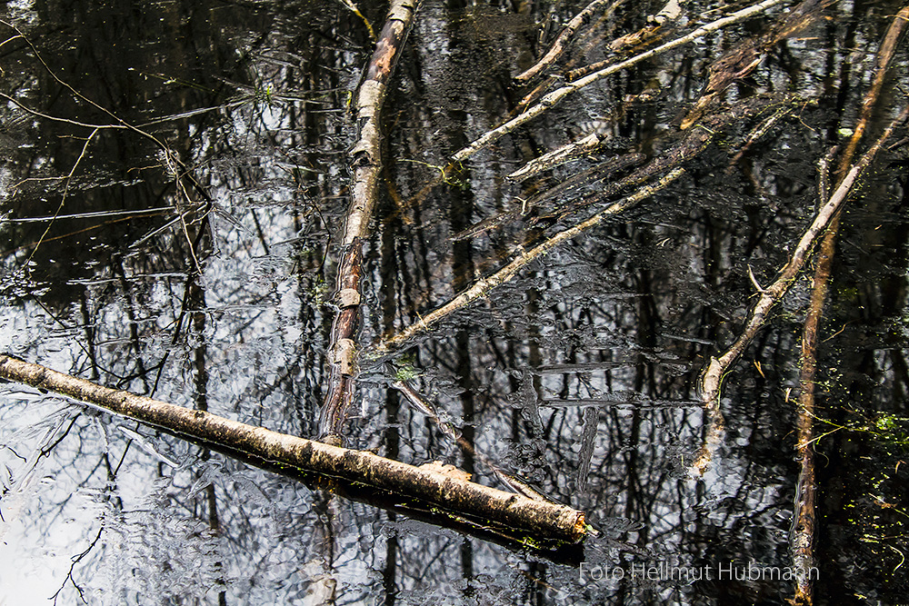 KRUMME LAKE #13 - FEUCHTES MIKADO