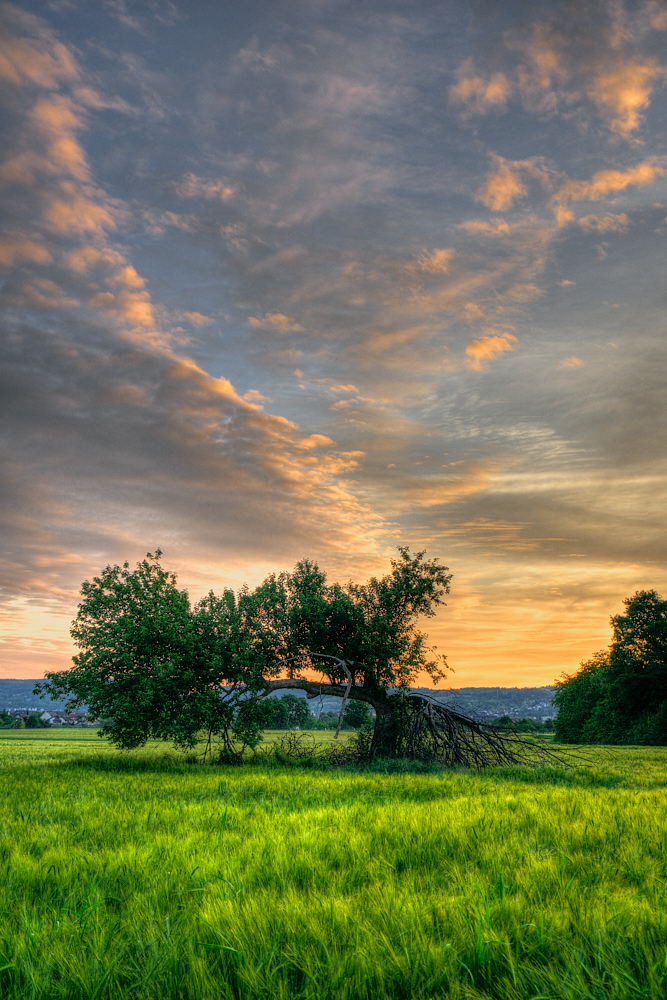 Krummer Baum