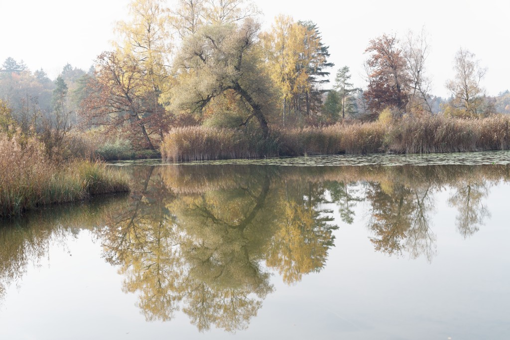 Krummer Baum am Moorteich