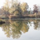 Krummer Baum am Moorteich