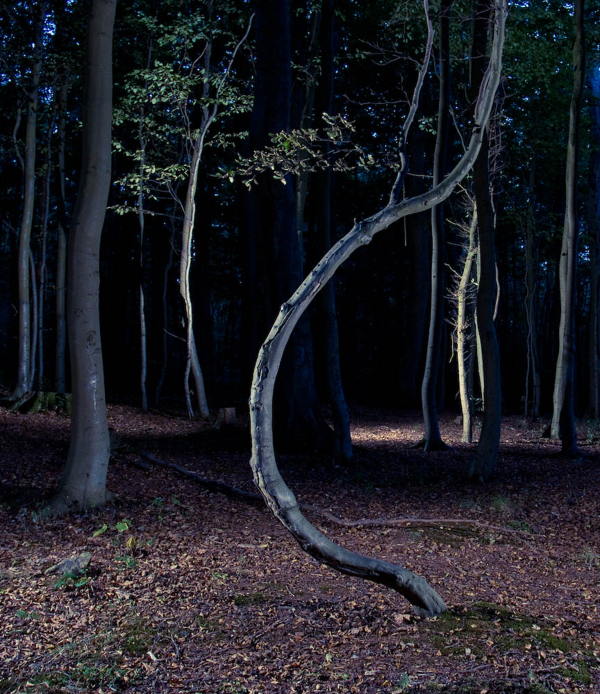 Krummer Baum im dunklen Wald