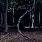 Krummer Baum im dunklen Wald