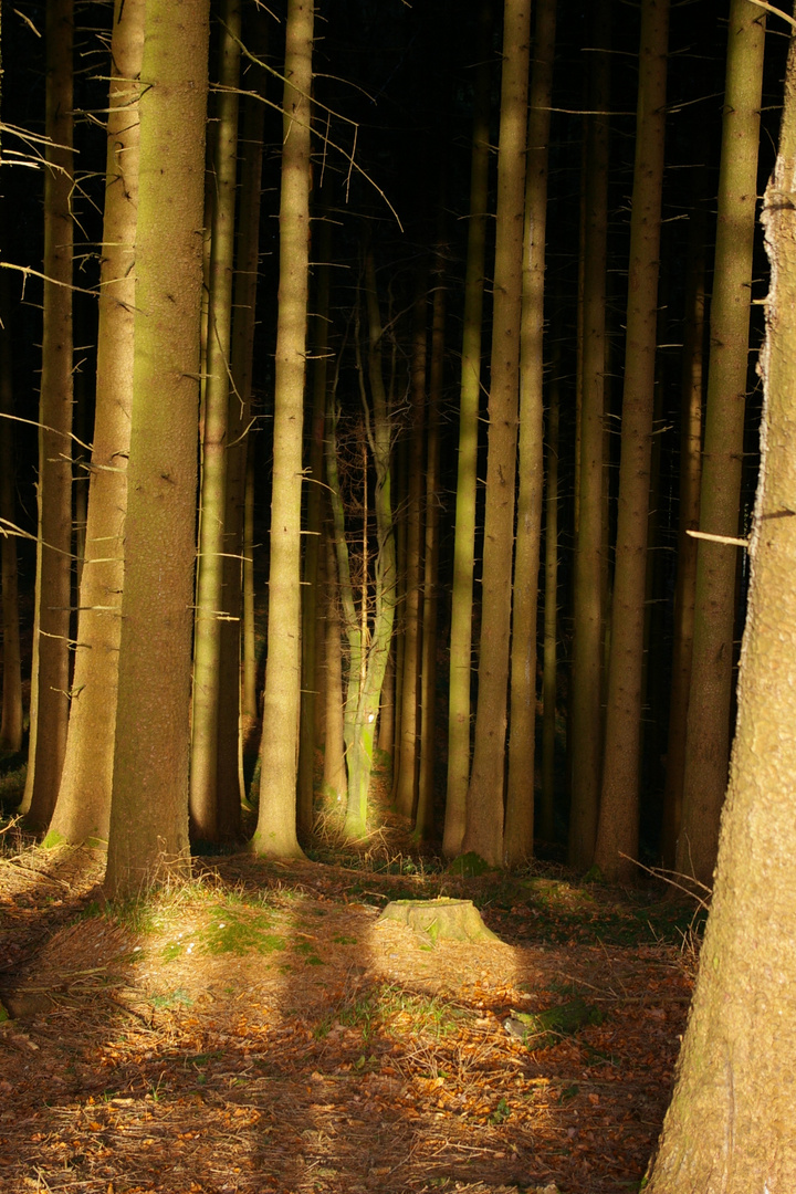 Krummer Baum im Sonnenlicht