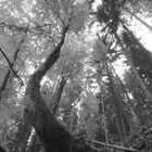 Krummer Baum im Wald