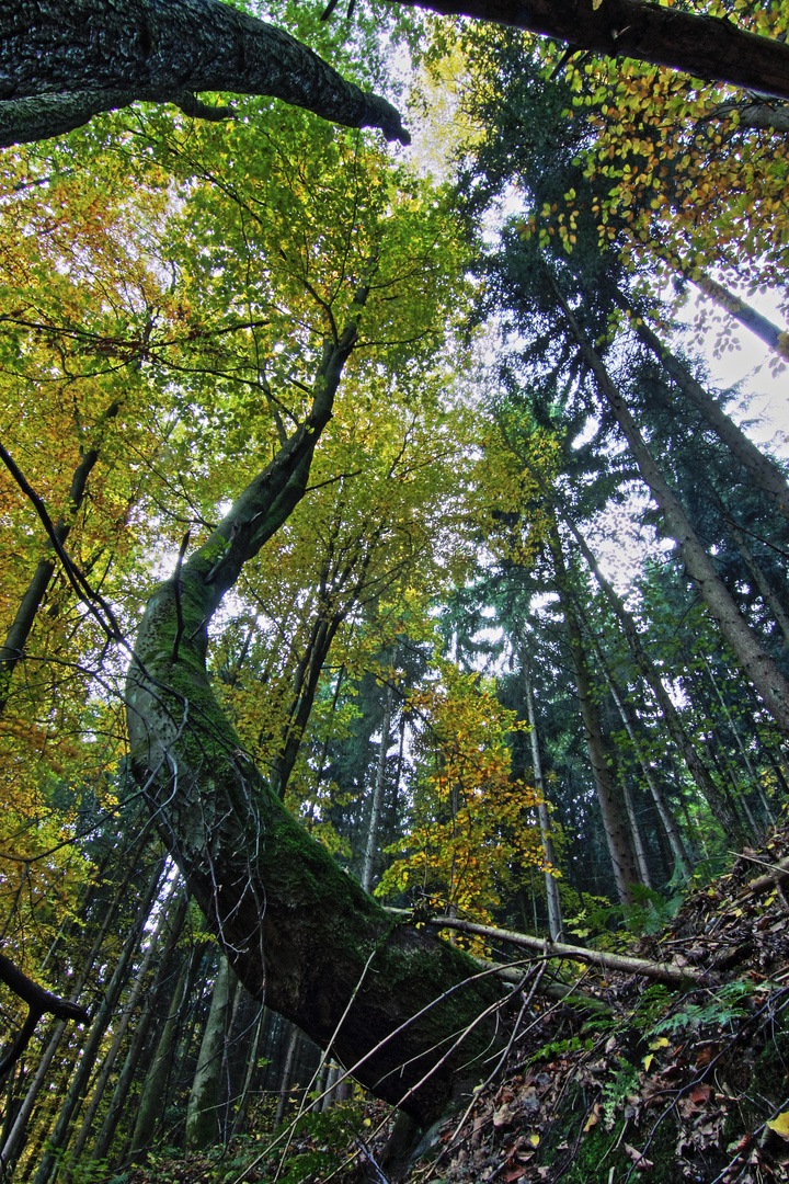 Krummer Baum im Wald (Farbe)