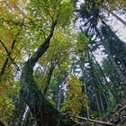 Krummer Baum im Wald (Farbe)