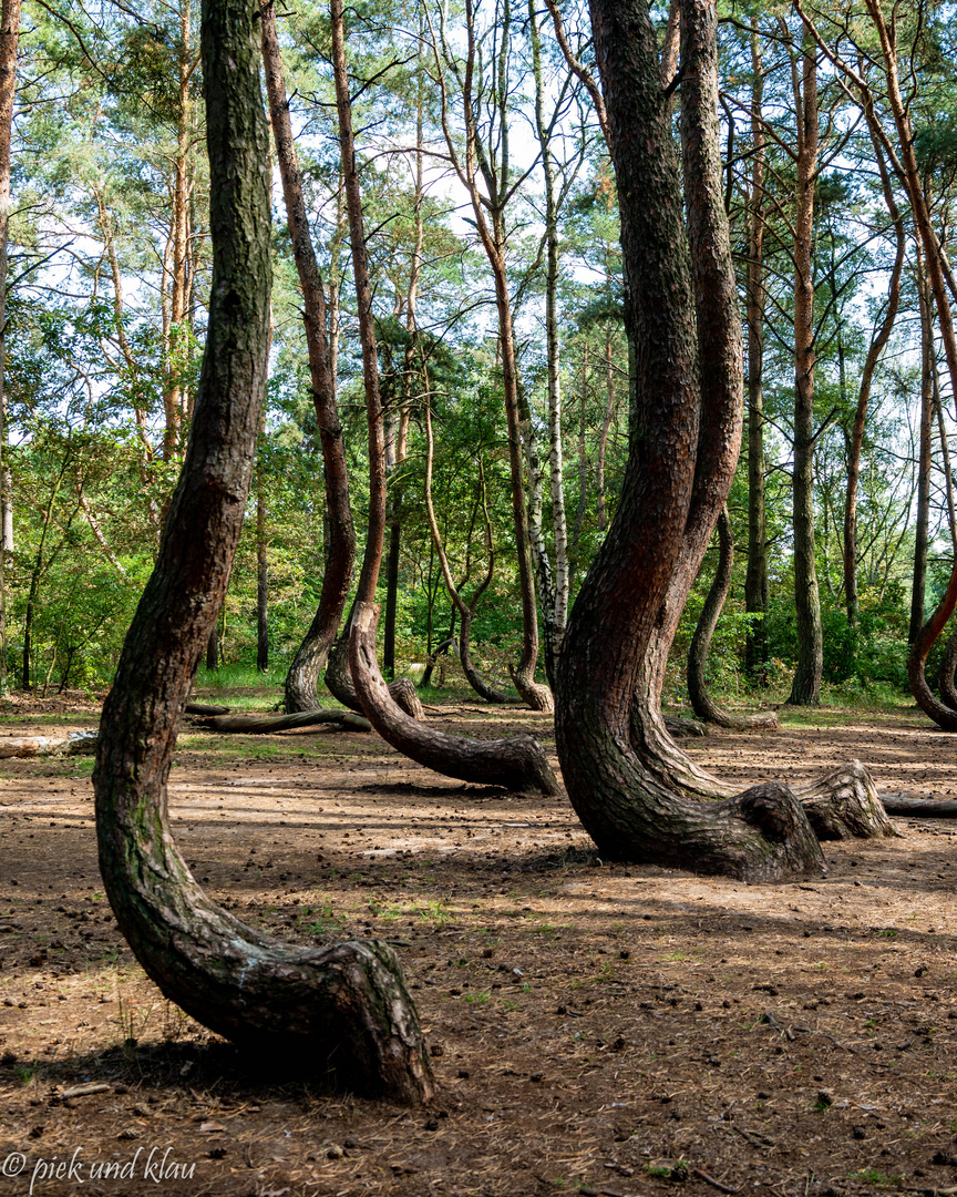 krummer Wald