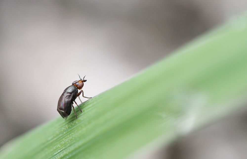 Krummflügelige Halmfliege (Camarota curvipennis)