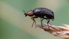 Krummflügelige Halmfliege (Camarota curvipennis)