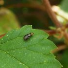 Krummflügelige Halmfliege (Camarota curvipennis)