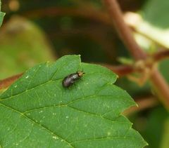 Krummflügelige Halmfliege (Camarota curvipennis)