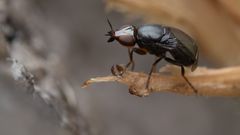 Krummflügelige Halmfliege (Camarota curvipennis)