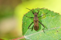 Krummfühlerwanze (Alydes calcaratus)