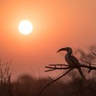 Krummgelbschnabelvogel 